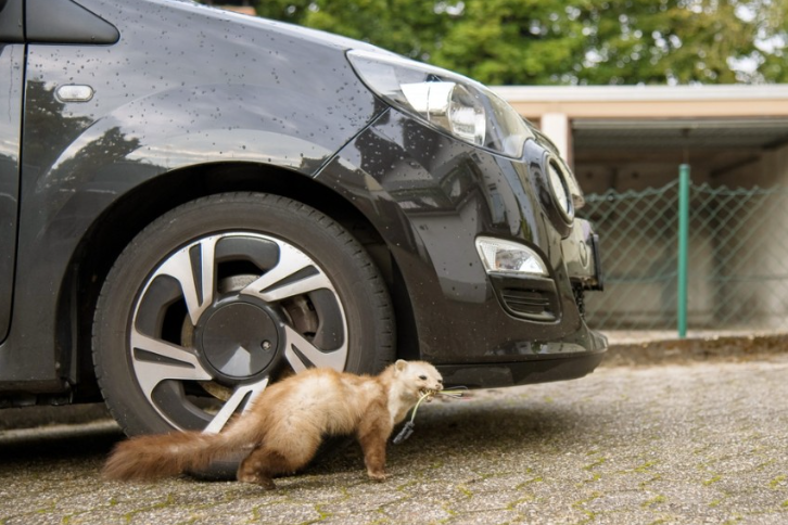 Szabaduljon meg a kártevőktől egyszer és mindenkorra – Isotronic riasztók