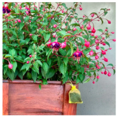 Kunagone E Cats repellent macskariasztó (2 db)