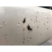 CarPro Bug Out rovar eltávolító (50 ml)